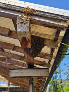 極近くで2群がほぼ同時に蜂球したみたいですが、1群が残っていています。どうしましょう？