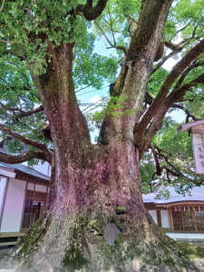 キンリョウヘンを木の枝・幹に着生させて栽培することは可能ですか？