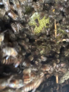 片側だけ巣が伸びてしまっています。継箱したほうが良いですか？