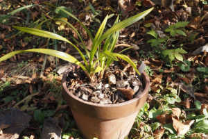 キンリョウヘン、「鉢がぎゅうぎゅうにならないと花が咲かない説」についてどう感じますか？