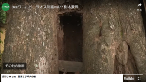 木を刳り貫くのにふさわしい道具を教えてください。チェンソーは持っています。