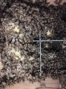 巣板が伸びず、まだ重箱3段なのですが、越冬可能でしょうか？