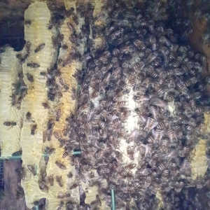 ８月８日に元巣に帰ってきた岩つつじ群ですが蜂ッ娘が減っているのかな😖と感じています