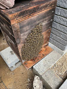 蜂が巣箱の外側に溢れています。すぐに継箱が必要でしょうか？