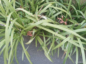 この花は、キンリョウヘンですか？違う場合でも、蜜蜂がくる花ですか？