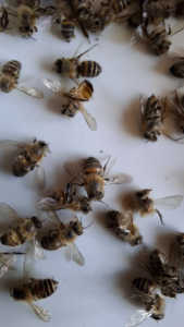 3日ぶりに様子を見たところ、ハチっ子さん達が巣箱の周りでたくさん死んでいました。回収して見てみたら全員羽を広げている状態で···