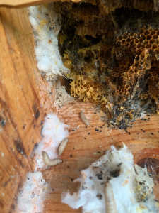 スムシに完全にやられてしまいました。残念！