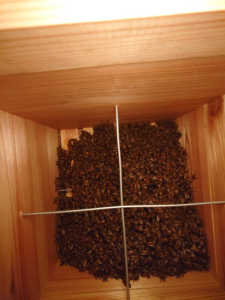 分蜂後女王が追い出された群です。はたして女王はいるのでしょうか?それとも無王群でしょうか