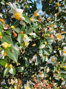 皆さんの地域でサザンカは開花していますか？　山茶花開花前線を知りたいです。