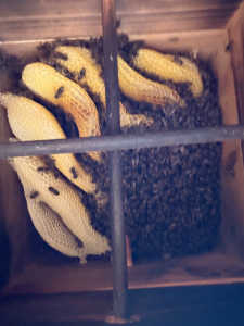 温めていない蓋の付いた巣穴は何が入っているのでしょうか