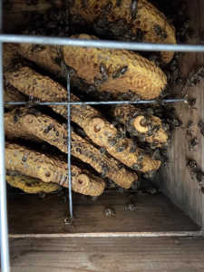 蜂の数が極端に減っています。大丈夫でしょうか？