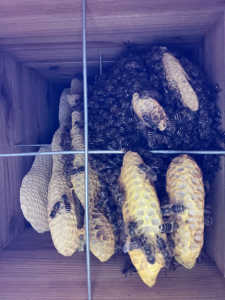 蜂数が減少した巣箱に対する越冬対策について（巣版切り取り）