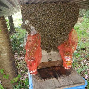 先程の質問の続きですが、このまま放置すると他の場所に飛び立ちます？