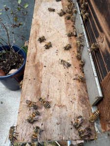 黒い粒がスムシの糞か、スズメバチの臭い消しか判断がつきません