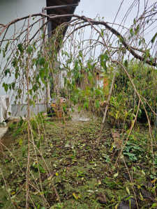 サクラ(枝垂れ桜)の落葉について教えてください。