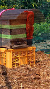 自然入居後のきんりょうへんの後片付けはいつすればいいでしょう