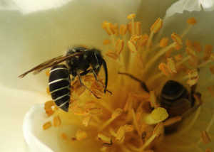 令和7年11月21日　金曜日　自宅蜜源樹の森：横のタイワン椿に訪花している此の蜂は何と言いますかね。1匹は西洋ミツバチですね。ブルービーとは少し違うかなと思って