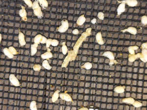 教えてください・幼児出しが止まりません、