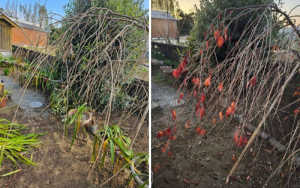 紅葉の色、紅葉せずに落葉してしまうのは？