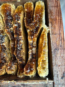 彩蜜しようとしたらサナギがいっぱいいるのはなぜですか？