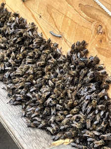 巣門に黒い蜂がいっぱい上を向いて集まってます