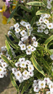 お家に2種類の蜂がいる様に見えます。日本蜜蜂でしょうか、西洋蜜蜂でしょうか、それとも違う種類の蜂なのでしょうか。