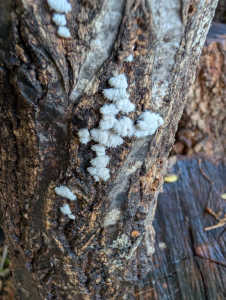 シイタケのほだ木に怪しげなキノコが生えています。このままでも大丈夫でしょうか?