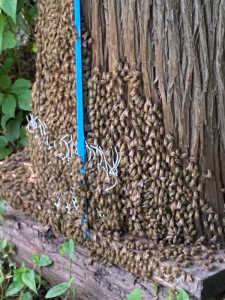 二ホンミツバチが外に溢れています　巣板が底まで付いて中は満杯だとおもいます。引っ越ししますか？