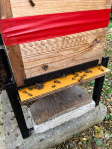 ニホンミツバチからの襲撃ってありますでしょうか？