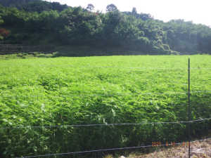 令和7年8月16日　土曜日　福岡山荘跡地群：150m前の田畑に植えている樹木みたいなものは何ですかね。