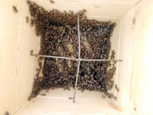 8月に入って蜜蜂の働き蜂が全然飛んでません。何か問題ありますか?