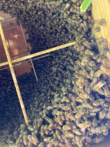 捕獲後、逃去されました。防ぐにはどうしたら良かったのでしょうか？教えて下さい