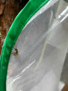 待箱周辺に日本ミツバチらしき蜂が来ていました。これは日本ミツバチでしょうか？