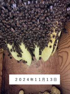 2月１６日、元気な群が消滅しているのを発見しました。　消滅原因は？