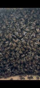 この写真の巣の状況は女王蜂の異常でしょうか