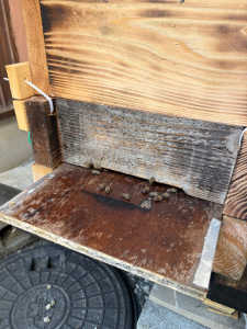 この娘たちは、こんな状態で20日くらいが経ちます。何者でしょうか。