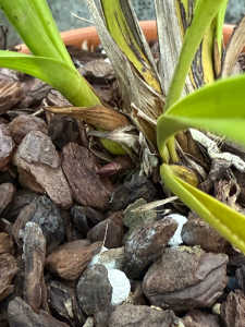 この芽はキンリョウヘンの芽は、新芽？花芽？