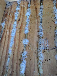 スムシに対する自分の判断、そのまま閉じた判断は正しかったのでしょうか？