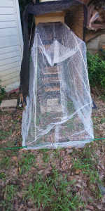 今年は、キイロスズメバチが異常に多くないですか？