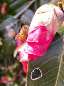やつと見つけた？日本ミツバチでしょうか？それとも訪花昆虫！