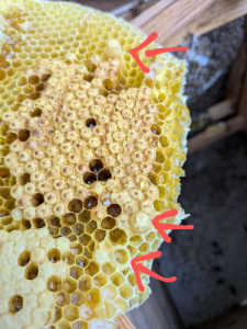 巣落ちした巣脾に大きな巣房が王台でしょうか？