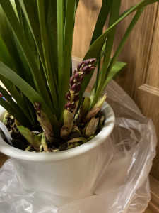 和歌山北部、ミスマフェット、開花のタイミングなど教えてください。