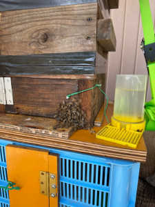 7/19に入居した群に本日16時頃行ってみると巣門で何やら凄い揉めごとがありましたが、事情が分かりません。