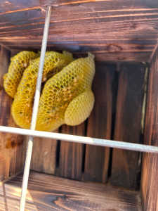 2日（日）逃去して、巣板が残っているものを、待箱としたら？⁇その　良し悪しを　教えてください。