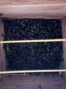 久しぶりの内見で巣くずと白いかけらとスムシがありました。何か異変が発生しているのでしょうか。