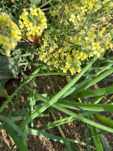 この写真のミツバチはセイヨウミツバチですか