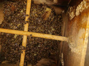 分蜂するには、どのくらいの規模の群が必要ですか？