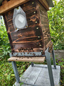  巣門枠に巣がくっついている場合はどうすればいいでしょうか。