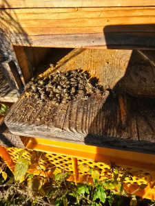 西洋蜜蜂の盗蜜で全滅！西洋蜜蜂を飼ってる人がわからない場合の対処は？