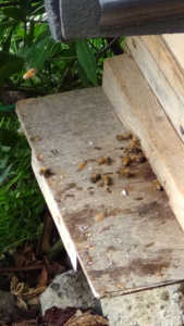 日本ミツバチの飼育地の敷地に西洋ミツバチが分蜂 入居したのですがどのようにするのか教えてくださいませ。